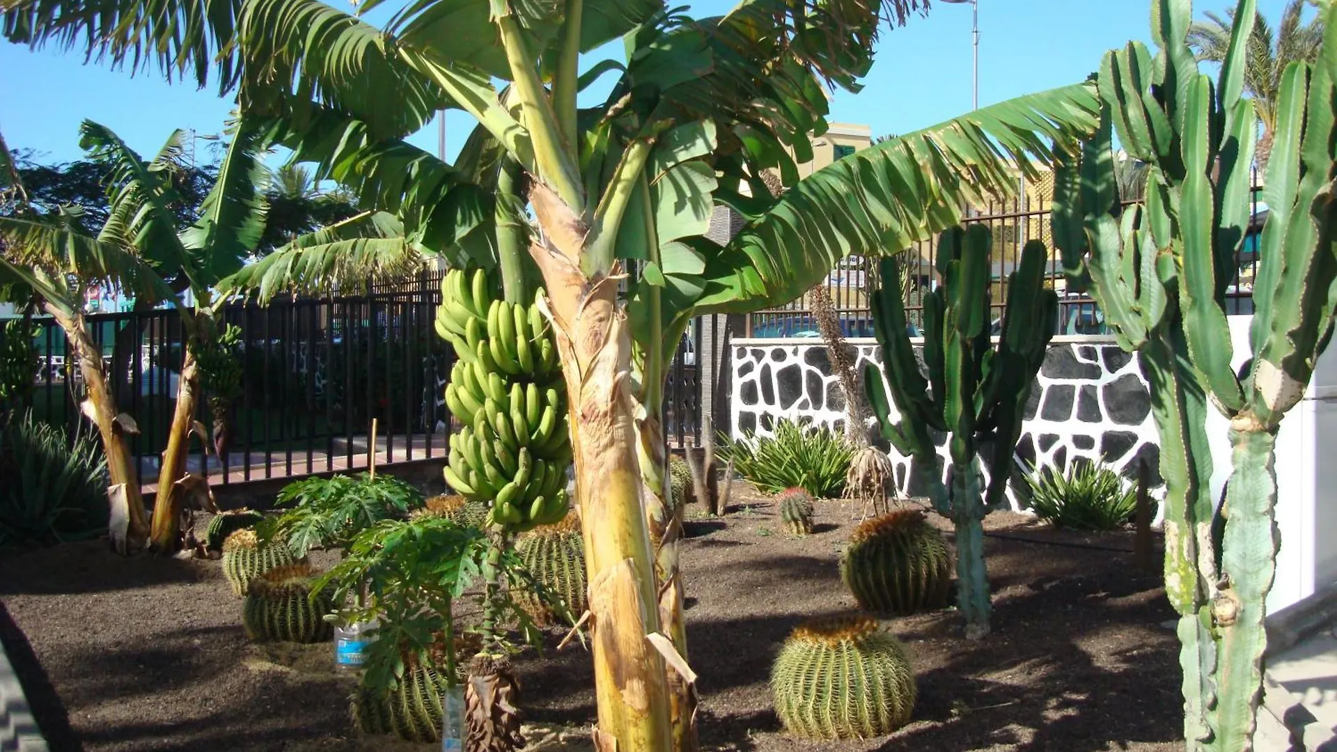 Los Cactus Playa del Ingles  Apartment